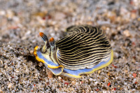 Armina semperi (Semper's Armina)