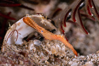 Leander plumosus (Long Nose Rock Shrimp)