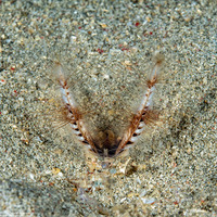 Lygdamis sp.1 (Lygdamis sp.1)