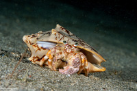 Dardanus pedunculatus (Anemone Hermit Crab)