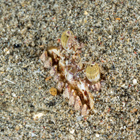 Calappa calappa (Giant Box Crab)