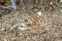 Ancylomenes magnificus (Magnificent Anemone Shrimp)