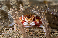 Lissocarcinus laevis (Harlequin Swimming Crab)