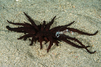 Actinostephanus haeckeli (Haeckel's Sand Anemone)