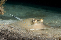 Neotrygon kuhlii (Blue-Spotted Stingray)