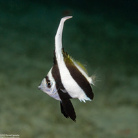 Heniochus diphreutes (Schooling Bannerfish)