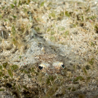 Sunagocia otaitensis (Fringelip Flathead)