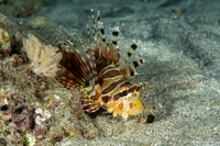 Dendrochirus zebra (Zebra Lionfish)