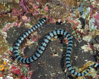 Laticauda colubrina (Banded Sea Krait)