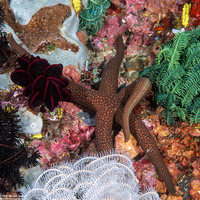 Nardoa galatheae (Brown Mesh Sea Star)