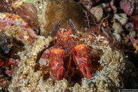 Lysiosquilla lisa (Lisa's Mantis Shrimp)