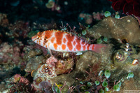 Cirrhitichthys aprinus (Threadfin Hawkfish)