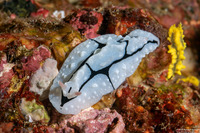 Phyllidiopsis shireenae (Shireen's Phyllidiopsis)