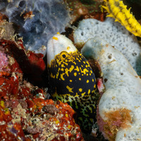 Echidna nebulosa (Snowflake Moray)