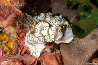 Doriprismatica atromarginata (Dark Margin Glossodoris)
