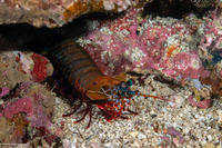 Odontodactylus scyllarus (Peacock Mantis Shrimp)