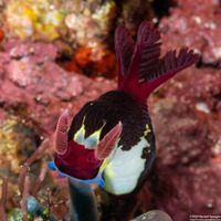 Nembrotha chamberlaini (Chamberlain's Nembrotha)