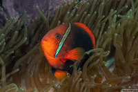 Amphiprion frenatus (Tomato Anemonefish)