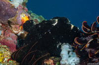 Antennarius maculatus (Warty Frogfish)