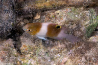 Dischistodus prosopotaenia (Honeyhead Damsel)