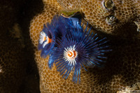 Spirobranchus sp.1 (Christmas Tree Worm)