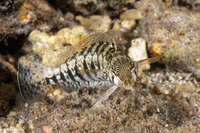 Parapercis cylindrica (Sharpnose Sandperch)