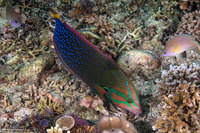 Coris gaimard (Yellowtail Coris)