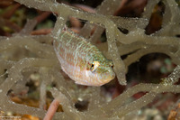 Oxycheilinus orientalis (Oriental Wrasse)