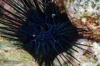 Diadema savignyi (Savigny's Long-Spined Urchin)