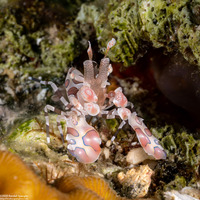 Hymenocera picta (Harlequin Shrimp)