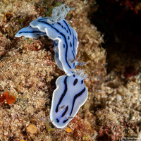 Chromodoris willani (Willan's Chromodoris)
