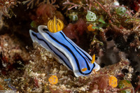 Chromodoris lochi (Loch's Chromodoris)