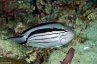 Genicanthus lamarck (Blackstriped Angelfish)