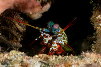 Odontodactylus scyllarus (Peacock Mantis Shrimp)