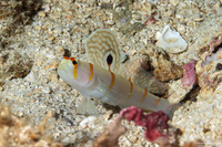 Amblyeleotris randalli (Randall's Shrimpgoby)