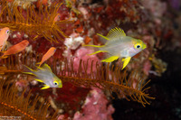 Amblyglyphidodon aureus (Golden Damsel)