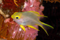 Amblyglyphidodon aureus (Golden Damsel)