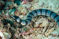 Laticauda colubrina (Banded Sea Krait)