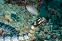 Laticauda colubrina (Banded Sea Krait)