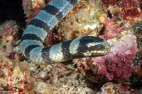 Laticauda colubrina (Banded Sea Krait)