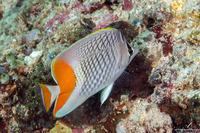 Chaetodon xanthurus (Crosshatch Butterflyfish)