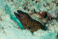 Gymnothorax flavimarginatus (Yellowmargin Moray)