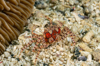Lybia tesselata (Mosaic Boxer Crab)