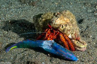 Dardanus megistos (White-Spotted Hermit Crab)