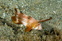 Iniistius pavo (Peacock Razorfish)