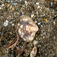 Lioconcha tigrina (Tiger Venus)