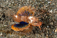 Parapterois heterura (Gurnard Lionfish)