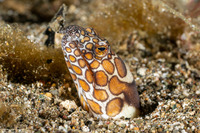 Ophichthus bonaparti (Napoleon Snake Eel)