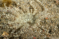 Actinostephanus haeckeli (Haeckel's Sand Anemone)