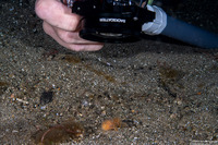 Antennarius striatus (Striated Frogfish)